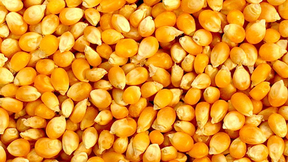 Yellow Corn